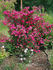 Magic Wand rose photo