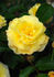 Goldmoss rose photo