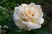 Elvis® rose photo