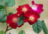 104-08-04 rose photo