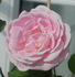 Graf Fritz von Hochberg rose photo