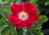 06-05-12 rose photo