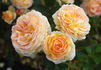 29-04-02 rose photo