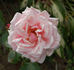 Hovyn de Tronchère rose photo