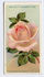 Queen of Spain rose photo