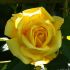 Golden Gate ® rose photo