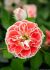 Most Unusual Day rose photo