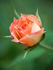 Avandel rose photo