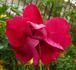 Roses are Red rose photo
