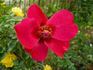 Roses are Red rose photo