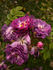 Rudelsburg rose photo