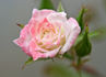 Peachy White rose photo
