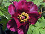 Boreas peony photo
