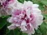 Duchesse de Morny peony photo