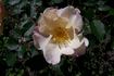 Saga rose photo