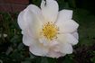 Saga rose photo