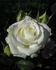 Bianca rose photo