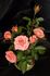 Autumn Kiss rose photo