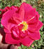 LATORXSL rose photo