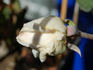Madame Maurin rose photo