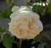 Madame Maurin rose photo