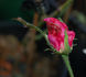 Muhme Löffler rose photo