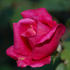 Papa Gontier, Cl. rose photo