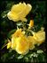 Bayerngold ® rose photo