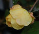Rote Mevrouw G.A. van Rossem rose photo