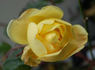 Rote Mevrouw G.A. van Rossem rose photo