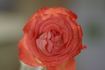 Marieken rose photo