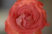 Marieken rose photo