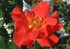 Princess Michiko rose photo
