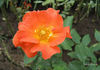 Princess Michiko rose photo