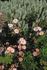 <i>Rosa mollis x Rosa gallica</i> rose photo