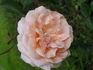 Ji Nang rose photo