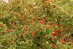 R. sherardii rose photo