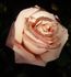 Here's Gert rose photo