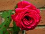 Bright Melody rose photo