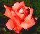 Sweet Mimi ® rose photo
