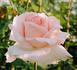 Versailles ® rose photo