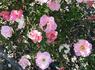 Smiles rose photo