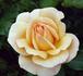 Charlie Chaplin rose photo