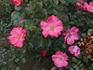Burg Baden rose photo