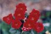 Santa Claus rose photo