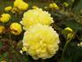 Lemon Zest™ rose photo