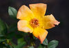 Candleflame rose photo