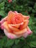Scugog Sunrise rose photo