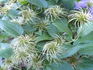 General Sikorski clematis photo