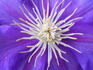 General Sikorski clematis photo